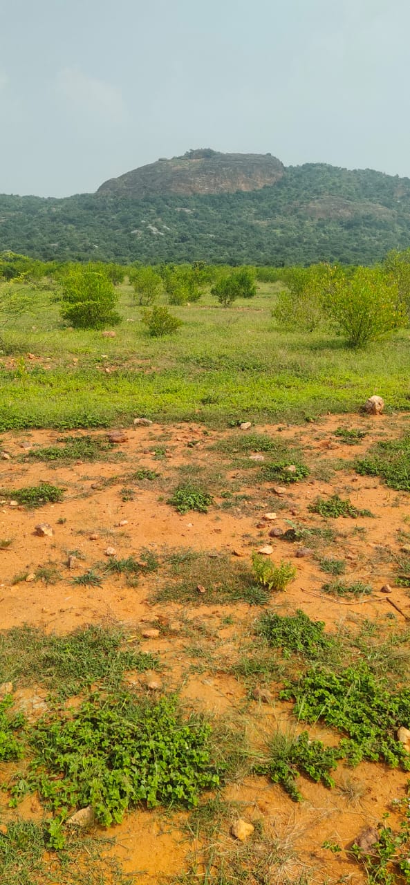 Ground-mounted Solar